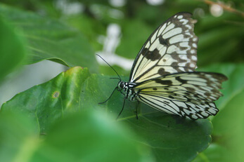 Ein gelblicher Schmetterling auf einem Blatt.