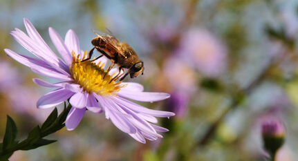 Eine wilde Biene auf lila Blume.