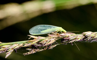 Eine grüne Florfliege sitzt auf einer Pflanze.